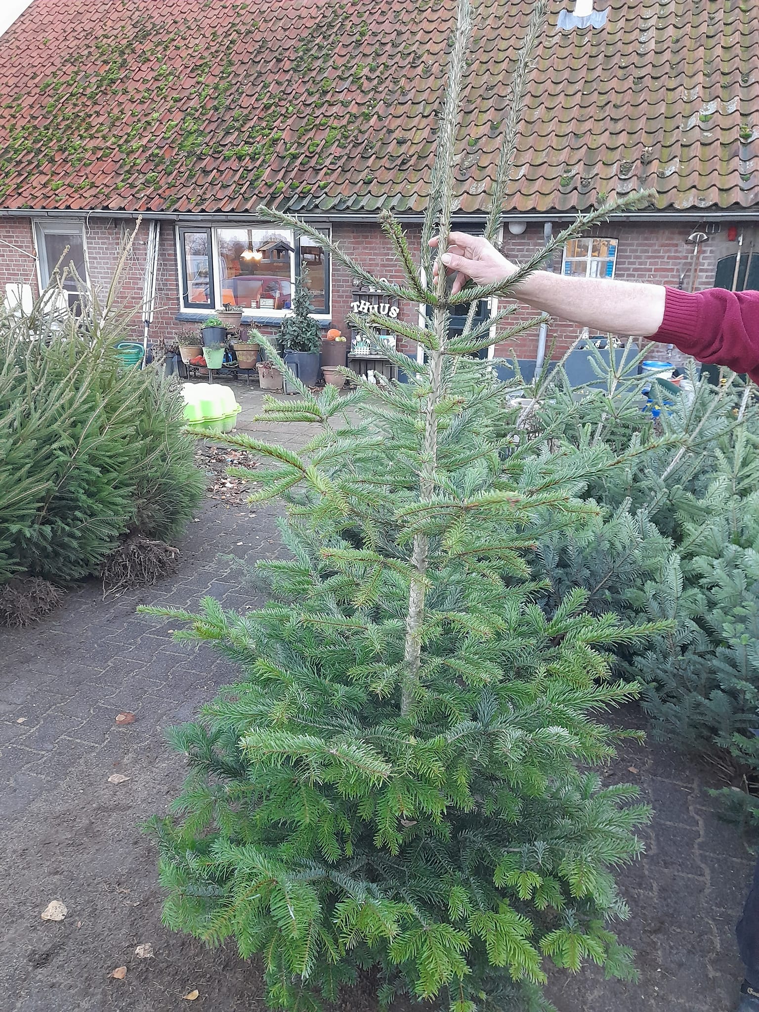 Kerstbomen bij Lensink Aardappelen te Aalten